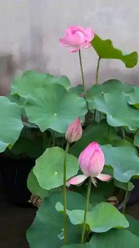 行願寺（革堂）(京都府)