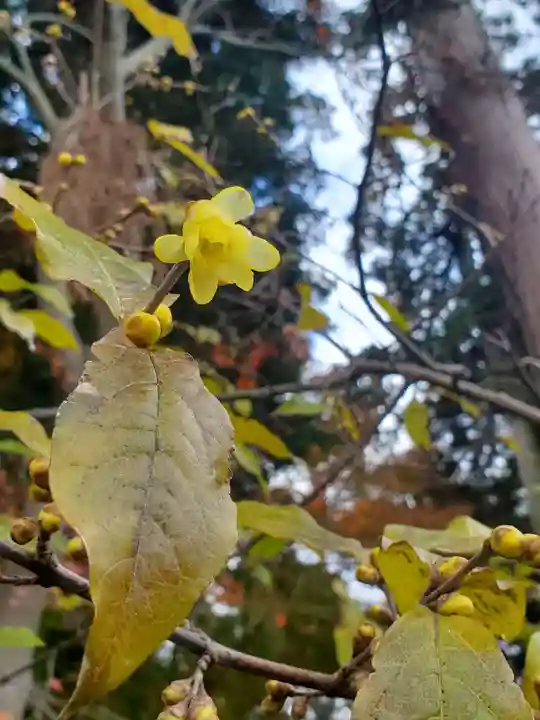 沙沙貴神社(滋賀県)