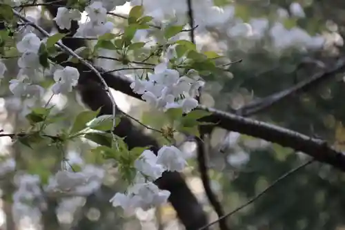 磐椅神社の自然
