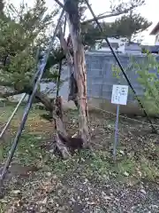 三ツ石神社の自然