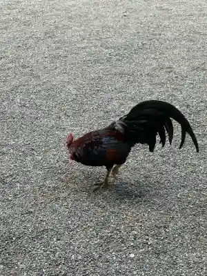 石上神宮(奈良県)