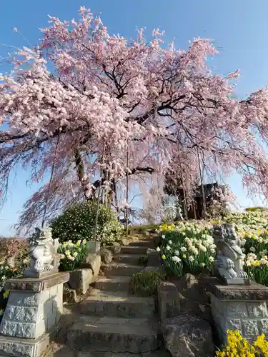 金毘羅桜の自然
