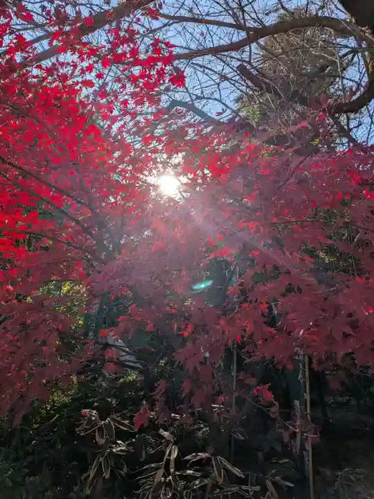 阿佐ヶ谷神明宮(東京都)