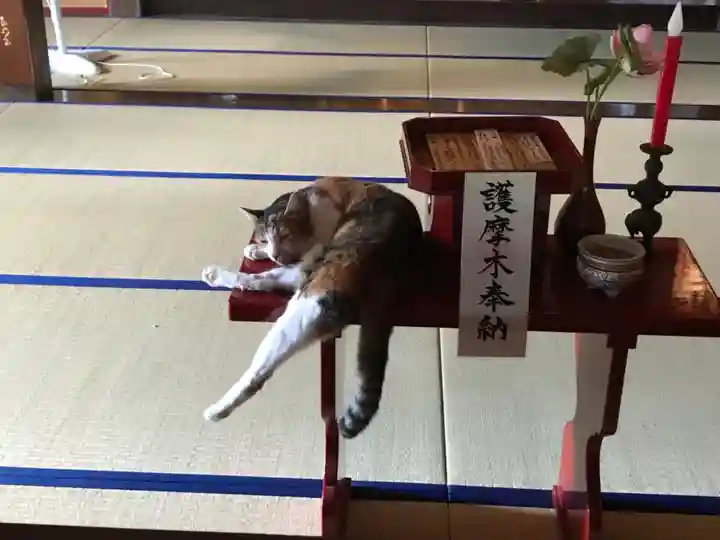 不動寺の動物