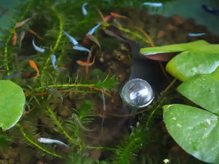 岡寺(龍蓋寺)の動物
