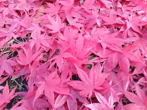 美瑛神社の自然