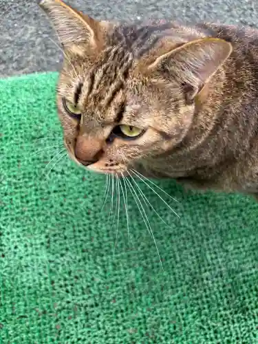 駒宮神社(宮崎県)