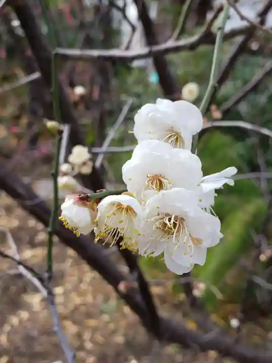 成子天神社(東京都)