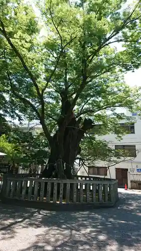 高城神社の自然