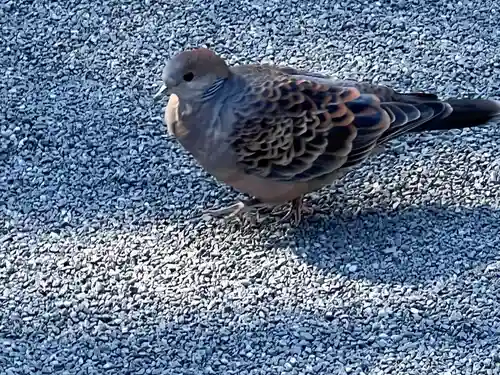 阿佐ヶ谷神明宮(東京都)
