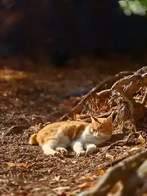 淡洲神社（太郎丸）の{uncategorized: "未分類", other: "その他", undefined: "問題あり", building: "その他建物", grave: "お墓", sacred_gate: "鳥居", guardian: "狛犬", statue: "像", buddha: "仏像", history: "歴史", nature: "自然", garden: "庭園", animal: "動物", pagoda: "塔", temizu: "手水舎", mountain_gate: "山門・神門", sanctuary: "本殿・本堂", subordinate: "末社・摂社", art: "芸術", scenery: "景色", jizo: "地蔵", ema: "絵馬", goshuin: "御朱印", omikuji: "おみくじ", items: "授与品その他", amulet: "お守り", goshuincho: "御朱印帳", eats: "食事", festival: "お祭り", votive_dance: "神楽", shichigosan: "七五三参", wedding: "結婚式", experience: "体験その他", initially: "初詣", around: "周辺", anti_infection: "感染症対策"}