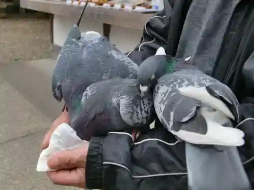 今市報徳二宮神社の動物