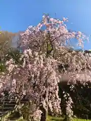 岡寺（龍蓋寺）の自然