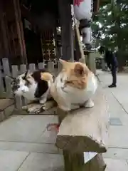 麻賀多神社の動物