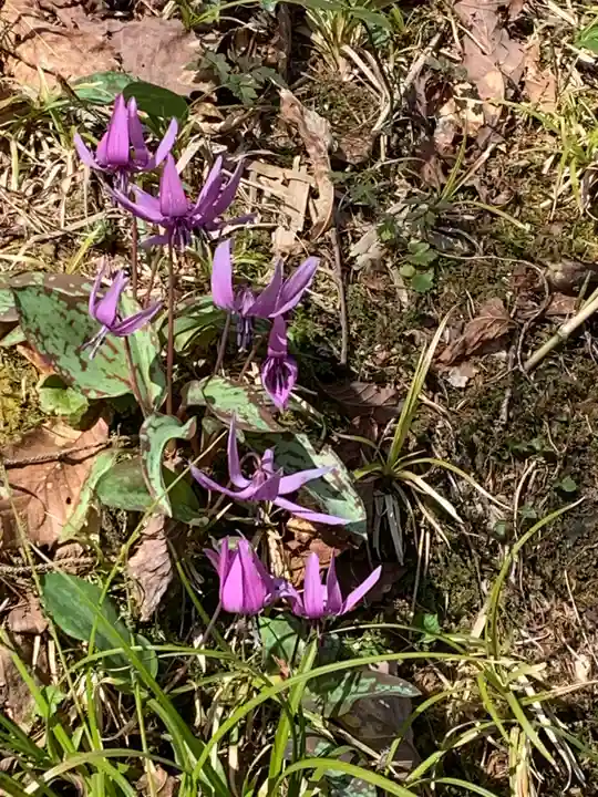 戸隠神社奥社の自然