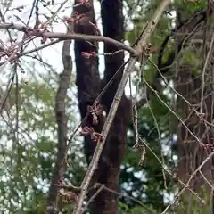 三澤寺の自然