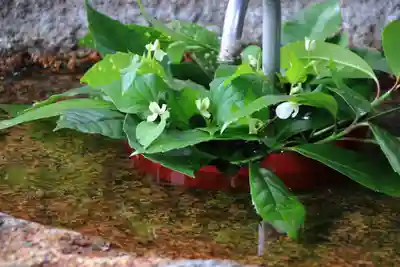 愛宕神社の手水舎