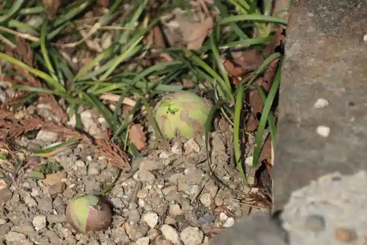 神炊館神社 ⁂奥州須賀川総鎮守⁂の自然