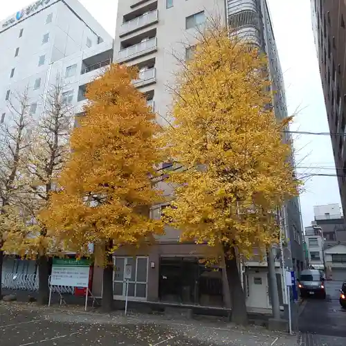 浅草神社の自然