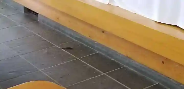 身曾岐神社の動物