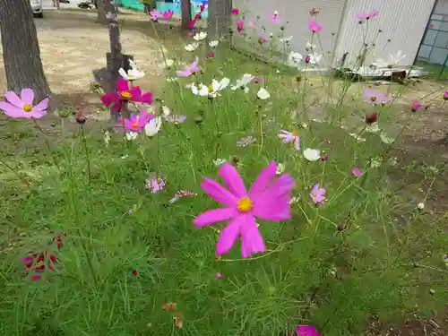 三里塚神社の自然