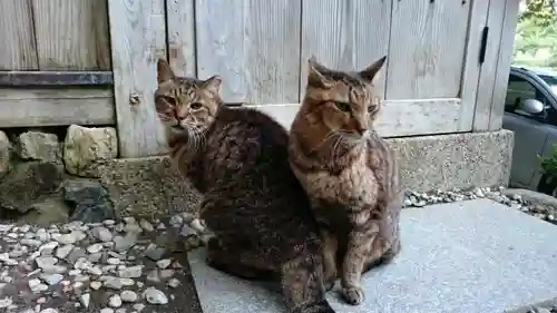 御髪神社の動物