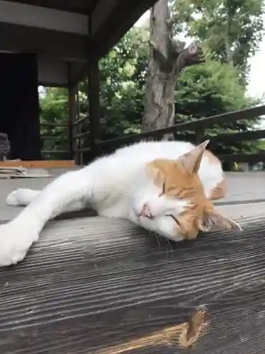 前玉神社の動物