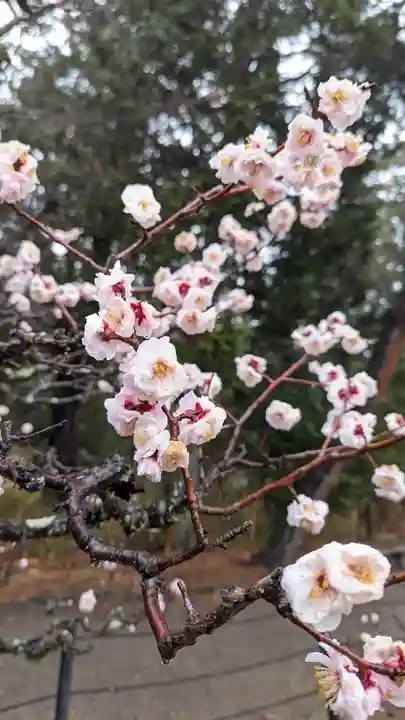長岡天満宮の自然