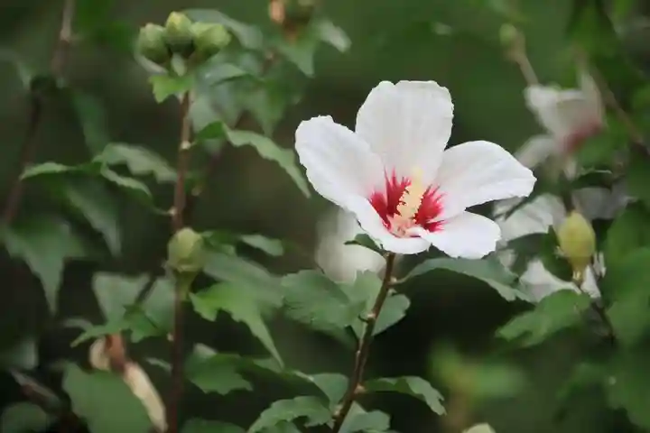 開成山大神宮の庭園