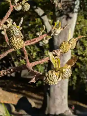 蓮光寺(東京都)