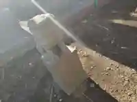 大野鯖大師の狛犬