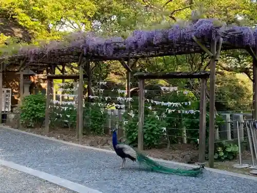 楽法寺（雨引観音）の動物
