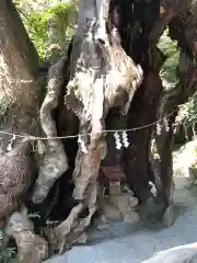 來宮神社(静岡県)