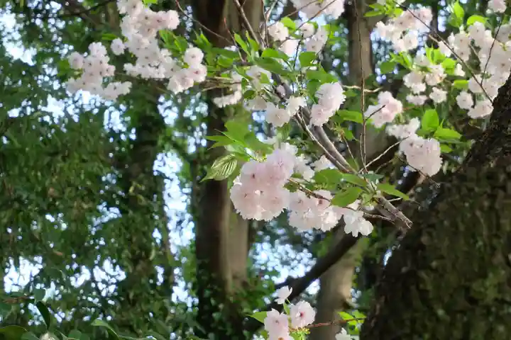 時宗総本山 遊行寺(正式:清浄光寺)の自然