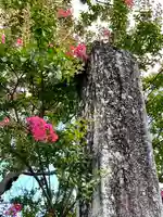 座光如来寺(元善光寺)の自然