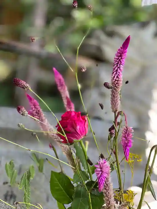 須山浅間神社の自然