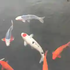 東郷神社の動物