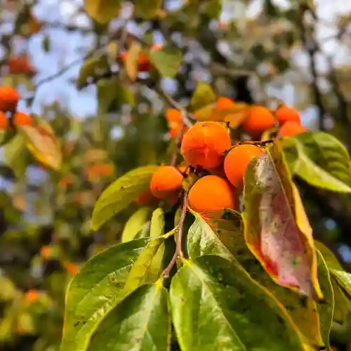 伊勢の国 四天王寺(三重県)