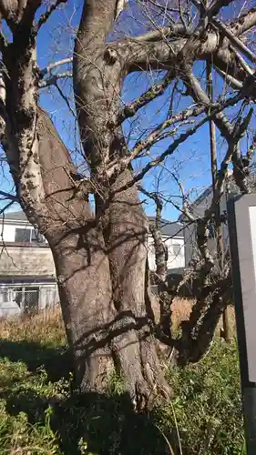 浅間神社の自然