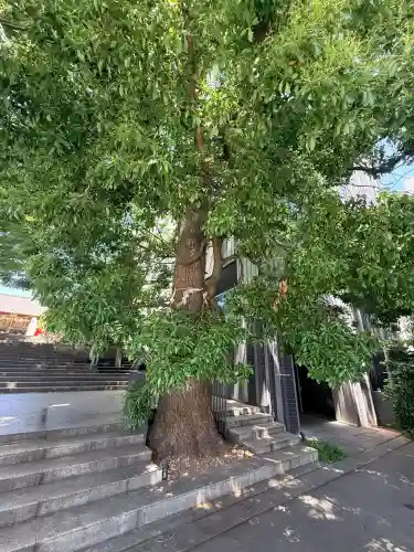 赤城神社の{uncategorized: "未分類", other: "その他", undefined: "問題あり", building: "その他建物", grave: "お墓", sacred_gate: "鳥居", guardian: "狛犬", statue: "像", buddha: "仏像", history: "歴史", nature: "自然", garden: "庭園", animal: "動物", pagoda: "塔", temizu: "手水舎", mountain_gate: "山門・神門", sanctuary: "本殿・本堂", subordinate: "末社・摂社", art: "芸術", scenery: "景色", jizo: "地蔵", ema: "絵馬", goshuin: "御朱印", omikuji: "おみくじ", items: "授与品その他", amulet: "お守り", goshuincho: "御朱印帳", eats: "食事", festival: "お祭り", votive_dance: "神楽", shichigosan: "七五三参", wedding: "結婚式", experience: "体験その他", initially: "初詣", around: "周辺", anti_infection: "感染症対策"}
