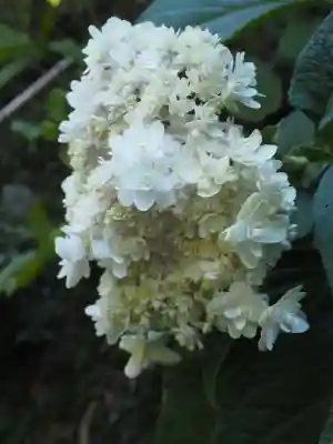 明月院(神奈川県)