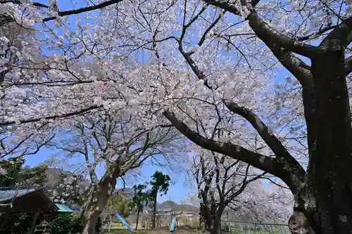 櫻井神社(新潟県)