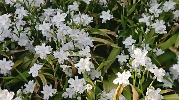 靖國神社の自然