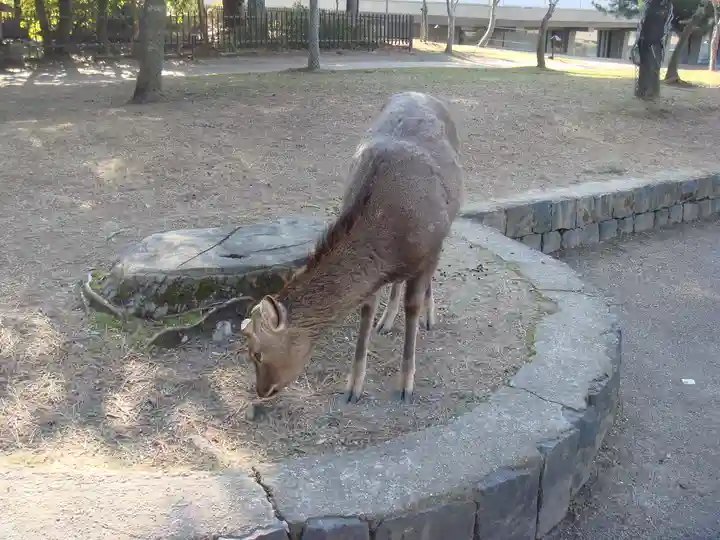 春日大社の動物