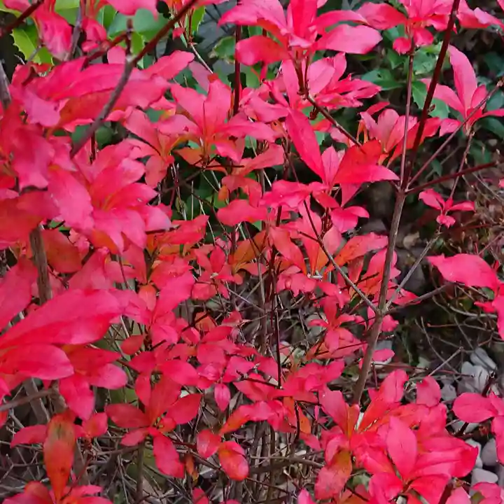 寿量山 速成寺の庭園