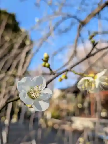 鳩森八幡神社(東京都)