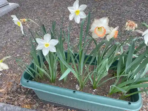 新琴似神社の庭園