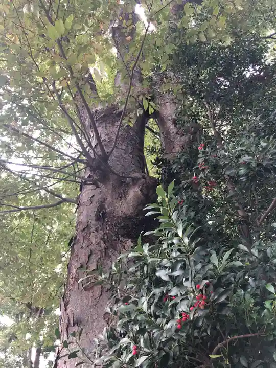 阿佐ヶ谷神明宮の自然