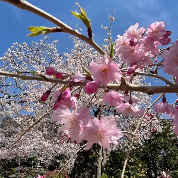 法華経寺の自然
