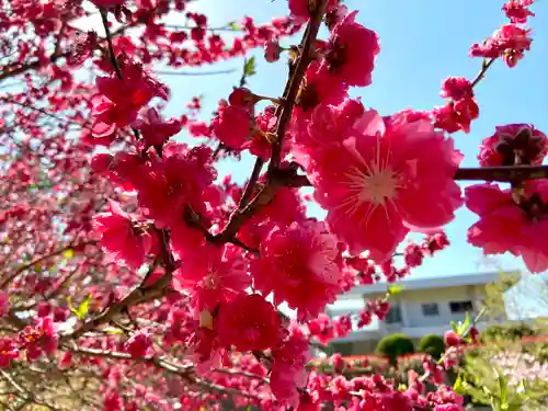 市原稲荷神社の自然